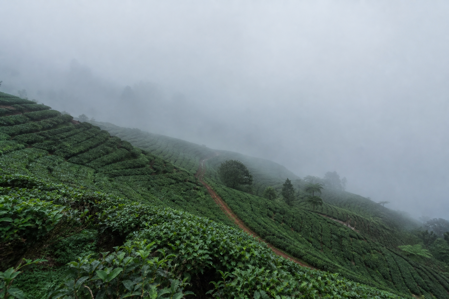 Mid-morning on the tea terraces in the wet months. The valley everyone comes for is somewhere behind that.